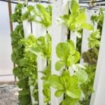 How Hydroponic Farming Technology Works